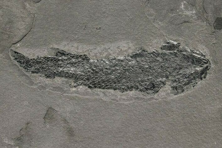 Devonian Lobe-Finned Fish (Osteolepis) Fossil - Scotland #217940